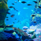 新江ノ島水族館 2011 2月