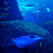 新江ノ島水族館 2011 2月