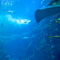 新江ノ島水族館 2011 5月