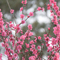 京王百草園 梅まつり 2012