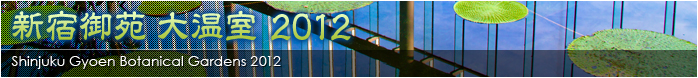 新宿御苑 大温室 2012