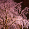 六義園 夜桜ライトアップ 2013