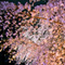 六義園 夜桜ライトアップ 2013
