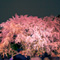 六義園 夜桜ライトアップ 2013