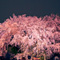 六義園 夜桜ライトアップ 2013