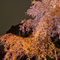六義園 夜桜ライトアップ 2013