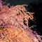六義園 夜桜ライトアップ 2013