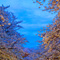 上野恩賜公園 花見散策 2013