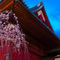 上野恩賜公園 花見散策 2013