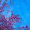上野恩賜公園 花見散策 2013