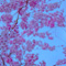 上野恩賜公園 花見散策 2013