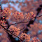上野恩賜公園 花見散策 2013