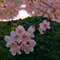 上野恩賜公園 花見散策 2013