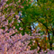 上野恩賜公園 花見散策 2013