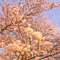 上野恩賜公園 花見散策 2013