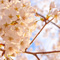 上野恩賜公園 花見散策 2013