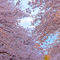 上野恩賜公園 花見散策 2013