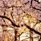 上野恩賜公園 花見散策 2013
