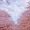 上野恩賜公園 花見散策 2013