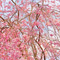上野恩賜公園 花見散策 2013