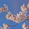 上野恩賜公園 花見散策 2013