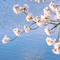 上野恩賜公園 花見散策 2013