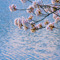 上野恩賜公園 花見散策 2013