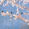 上野恩賜公園 花見散策 2013