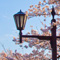 上野恩賜公園 花見散策 2013