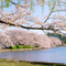 上野恩賜公園 花見散策 2013