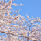 上野恩賜公園 花見散策 2013